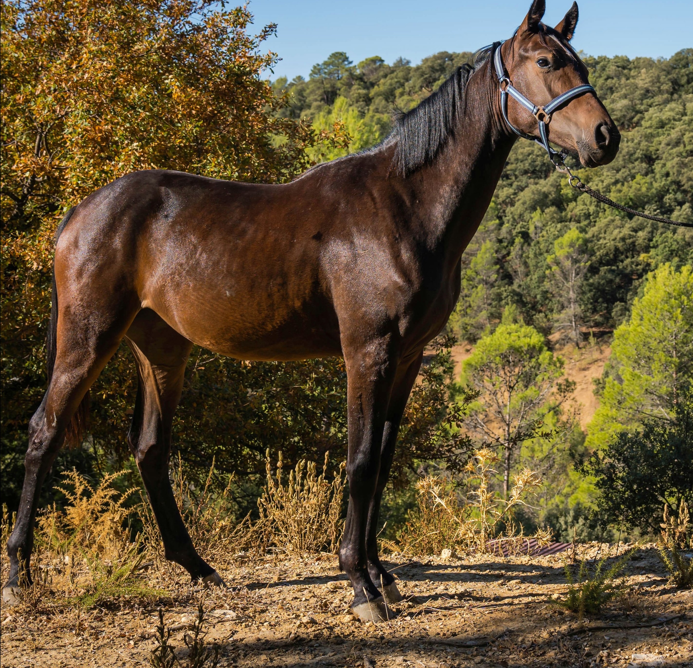 horse